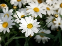 マーガレット・写真1