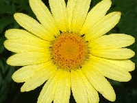 マーガレット・写真2