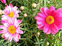 マーガレット・写真3