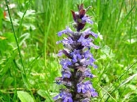 アジュガ・写真2