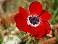 アネモネ・写真3