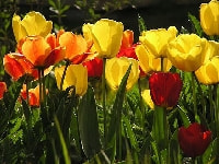 チューリップ・写真1