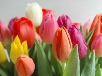 チューリップ・写真2