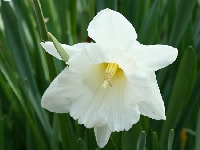 スイセン・写真3