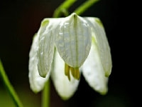 フリチラリア・写真1