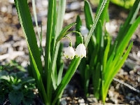 スノーフレーク・写真1