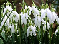 スノードロップ・写真1