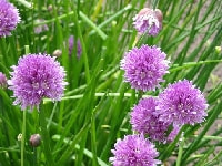 アリウム・写真1