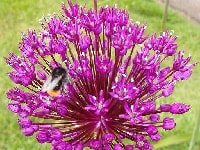 アリウム・写真2