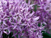 アリウム・写真3