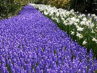 ムスカリ・写真1