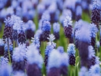 ムスカリ・写真2