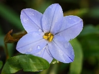 ハナニラ・写真2