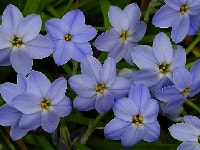 ハナニラ・写真3