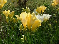 フリージア・写真1