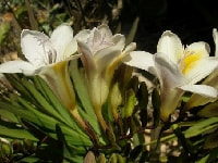 フリージア・写真3