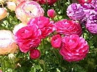 ラナンキュラス・写真1