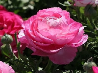 ラナンキュラス・写真3