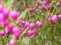 ボロニア・写真2