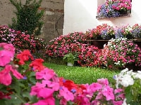 インパチェンス・写真1