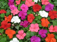 インパチェンス・写真2