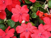 インパチェンス・写真3