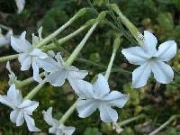 ニコチアナ・写真1