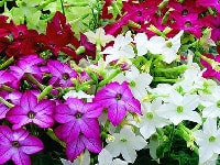 ニコチアナ・写真2