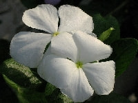 ニチニチソウ・写真3