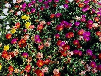 ポーチュラカ・写真1