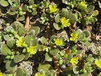 ポーチュラカ・写真2