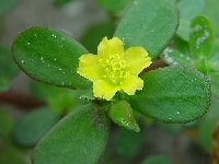 ポーチュラカ・写真3