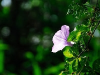 アサガオ・写真1
