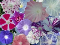 アサガオ・写真2