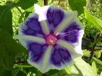 アサガオ・写真3