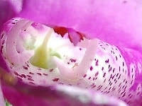 ジギタリス・写真3