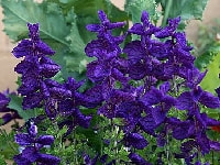 サルビア・写真3