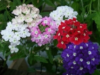 バーベナ・写真1