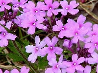 バーベナ・写真2