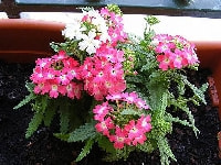 バーベナ・写真3