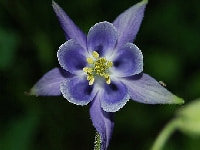 セイヨウオダマキ・写真3