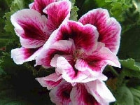 ゼラニウム・写真2