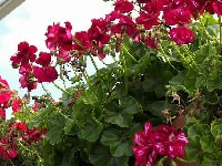 ゼラニウム・写真3