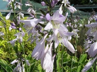 ギボウシ・写真2