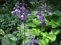 ギボウシ・写真3