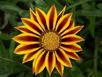 ガザニア・写真3