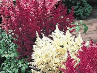 アスチルべ・写真2