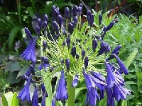 アガパンサス・写真1