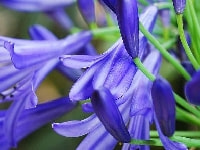 アガパンサス・写真2