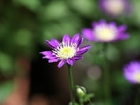 ミヤコワスレ・写真1